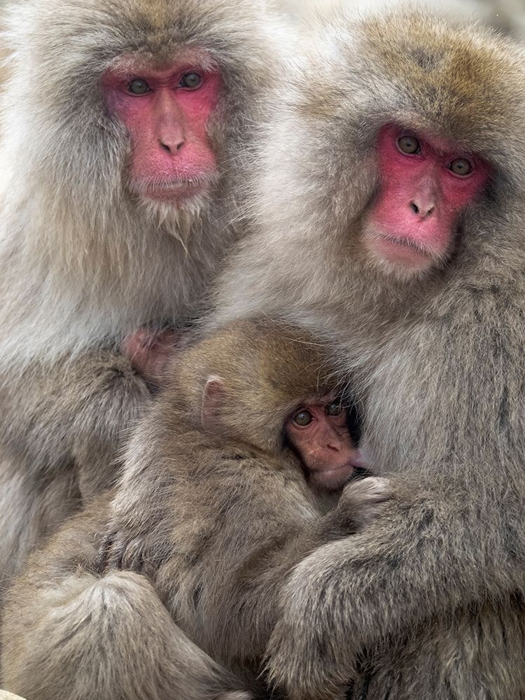 Japan-Nagano Portrait of a Japanese macaque cuddling her baby while a relative sits beside them